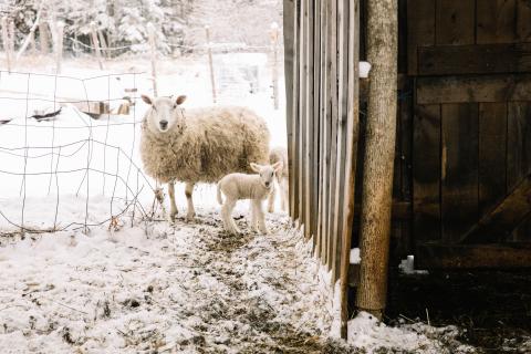 A sheep and its lamb at the barn door in the winter.