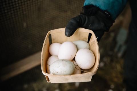 A gloved hand holding a basket of eggs.