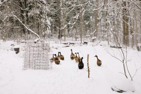 A gaggle of geese outside in the snow.