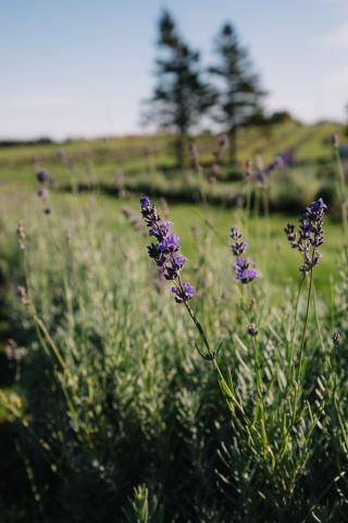 A lavender plant growing in a grassy meadow.