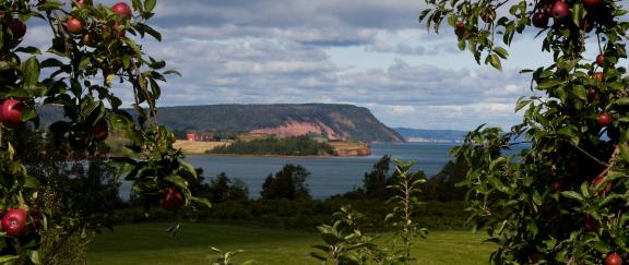 Apple orchard in Blomidon, NS.
